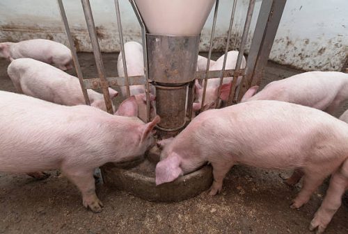 Pigs during feeding